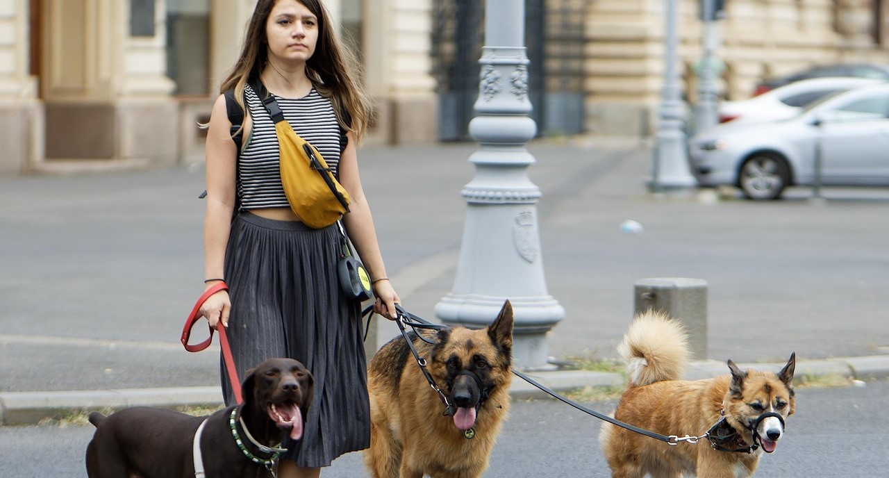 Passear cães quebra pulsos e custa milhões ao Estado
