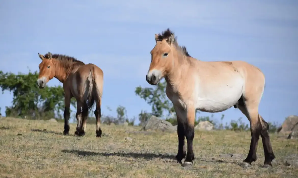Takhi, o cavalo selvagem que renasceu das estepes da Mongólia
